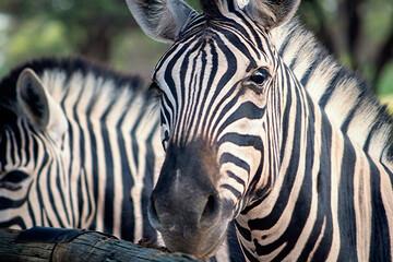 Wild african life.  Close-up two Namibian mountain zebras