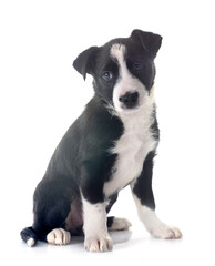 puppy border collie in studio