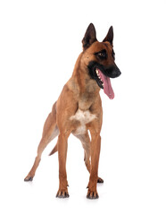 malinois in studio
