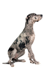 Obraz premium great dane in studio