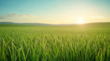 Fototapeta premium Green sugarcane field stretching across landscape during golden sunset, highlighting agricultural scenery under warm evening light
