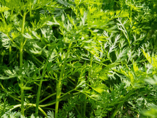 Bright green leaves against a background of fresh carrots create a harmonious composition that fills the atmosphere with freshness and nature.
