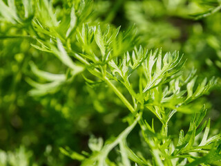 Bright green leaves against a background of fresh carrots create a harmonious composition that...