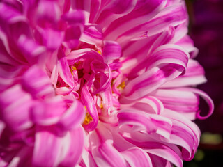 Macro photography of bright colors filled with rich shades that emphasize their beauty and the unique texture of the petals.
