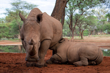 Wild animals. A family of white rhinos in the African savannah