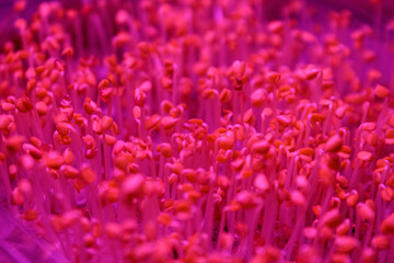 Microgreens under special ultraviolet light that stimulates the growth and development of plants in urban farming.