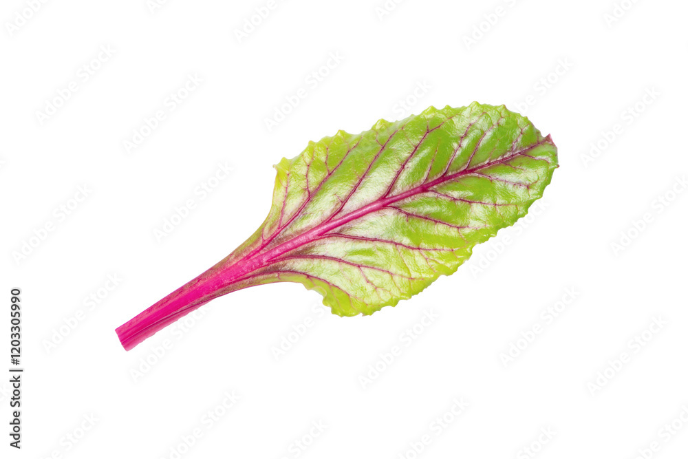 Canvas Prints Beet root leaf isolated on white