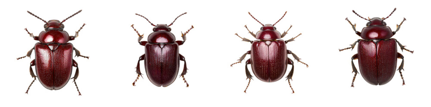 Four different species of red beetles members of the scarab beetle family Scarabaeidae crawling and skittering on green leaves in a natural outdoor environment