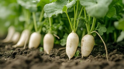 White radish plants growing outside