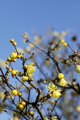 寒空に咲く蠟梅