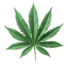 Green Cannabis Leaf Isolated on PNG Background
