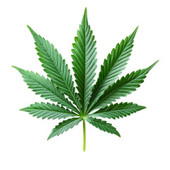 Green Cannabis Leaf Isolated on PNG Background