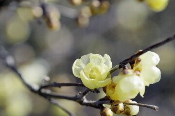 寒空に咲く蠟梅