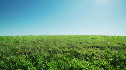 Obraz premium Wide Green Field Under Clear Blue Sky