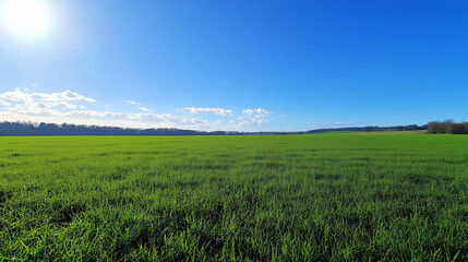 Fototapeta premium Wide Green Field Under Clear Blue Sky