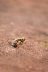 Close-up of a processionary caterpillar (Thaumetopoea pityocampa).