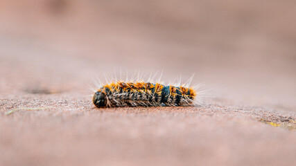 Close-up of a processionary caterpillar (Thaumetopoea pityocampa).