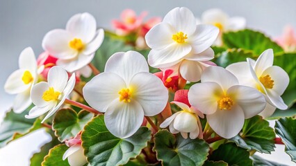 Obraz premium Stunning White Wax Begonia Flowers - Begonia cucullata Images