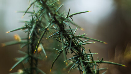 Forêt des Landes de Gascogne, en hiver