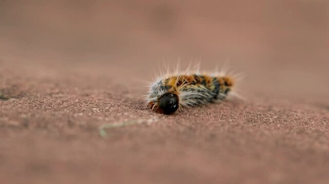 Close-up of a processionary caterpillar (Thaumetopoea pityocampa).