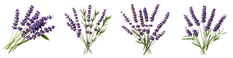 Obraz premium Bouquets of Fragrant Lavender Flowers in Various Arrangements Beautiful purple lavender blooms in natural settings like fields gardens or rustic backgrounds conveying a sense of tranquility