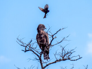 A mourning drongo (Dicrurus adsimilis) attacks a monochrome snake eagle (Circaetus cinereus) in the Moremi Game Reserve.