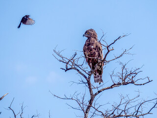 A mourning drongo (Dicrurus adsimilis) attacks a monochrome snake eagle (Circaetus cinereus) in the Moremi Game Reserve.