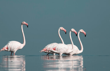 African wild birds. A flock of great flamingos on the blue lagoon against the bright sky