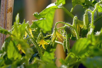 Stages of growth and ripening of vegetable crops: sunlit tomato flowers, close-up photo. Healthy eating: growing organic vegetables in the garden. Beginning of tomato fruit formation.