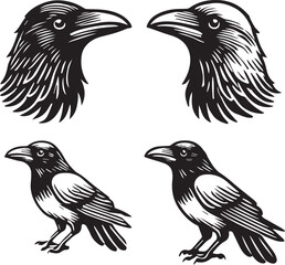 Crow vector in black and white