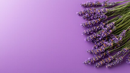 A bunch of lavender flowers on a purple background