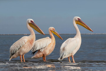African wild birds. Great pelicans on the blue lagoon on a summer morning