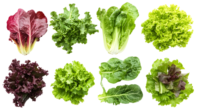 Fresh lettuce leaves on a transparent background. isolated background.