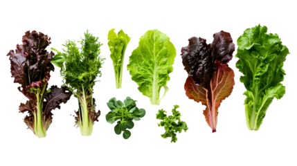 Fresh lettuce leaves on a transparent background. isolated background.