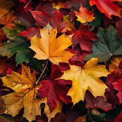 Fototapeta premium Colorful autumn maple leaves background.