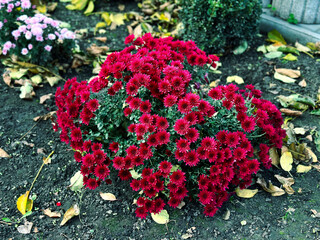 burgundy chrysanthemum bush in the yard