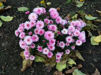 pink chrysanthemum bush in autumn