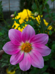 pink daisy in the garden