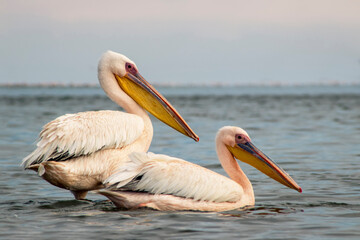 African wild birds. Great pelicans on the blue lagoon on a summer morning