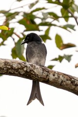 GreyandBlack Bird on Branch