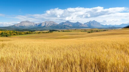 Obraz premium A field of wheat with mountains in the background