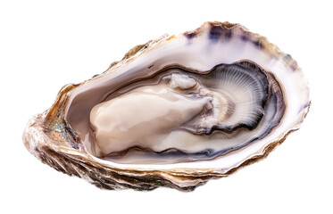 Fresh oyster on a white background. isolated background.