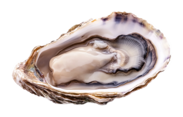Fresh oyster on a white background. isolated background.