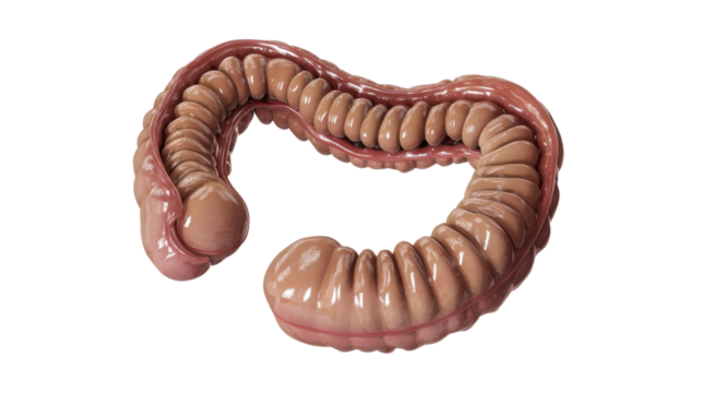 3D anatomical model of the human large intestine, showing realistic structure and form. Useful for educational and medical illustrations in digestive anatomy. Isolated on transparent background