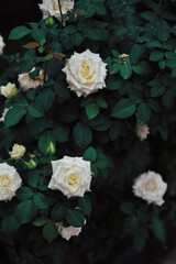 white roses