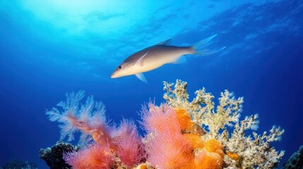Fototapeta premium Vibrant Coral Reef Fish