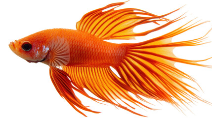 Fototapeta premium Goldfish and Siamese Fighting Fish Isolated on White Background