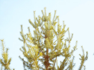 branches of a willow