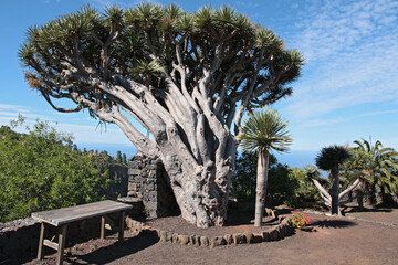 auf der Kanareninsel La Palma stehen noch einige der uralten Drachenbäume 