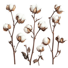 Delicate Cotton Plant Stems Isolated on White Background, Showcasing Natural Beauty for Artistic Floral Designs and Nature-Inspired Decor